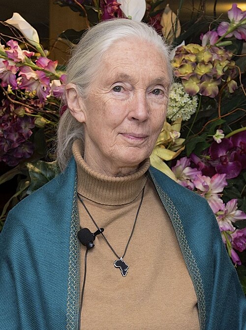 Porträt von Jane Goodall