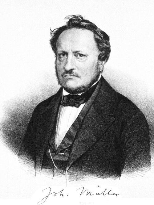 Porträt von Johannes Peter Müller
